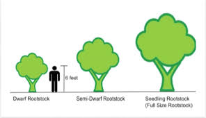 This rootstock is also suitable for container growing. Rootstock Can Change Both A Fruit Tree And Its Fruit News Hjnews Com