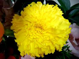 Image result for Tagetes erecta
