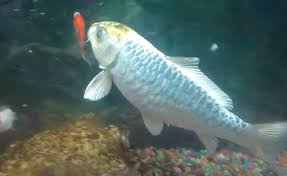10 beautiful butterfly koi 2.5 to 4 in size. Do Koi Eat Other Fish List Of Fish Not Compatible With Koi