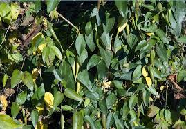 Image result for Cynanchum ledermannii