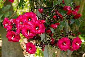 Image result for Ipomoea vernalis