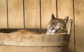 We would like to show you a description here but the site won't allow us. Cat Food Bath Creature Real Cat Mania