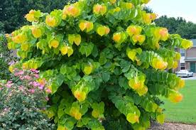 Maybe you would like to learn more about one of these? Dwarf Trees For Zone 7 Plantingtree