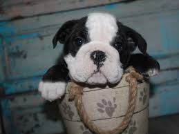 We are not a facility open to the public with viewing hours. English Bulldog Dog Male Black White 2681447 Pet City Houston