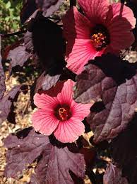 These edible flowers have been in used in asian kitchens for centuries. Year Round Edibles Grow Your Food Forest Edible South Florida