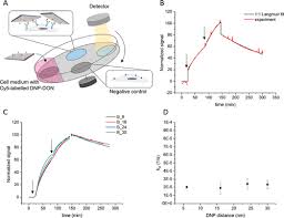 Hapten-Decorated DNA Nanostructures Decipher the Antigen-Mediated Spatial  Organization of Antibodies Involved in Mast Cell Activation