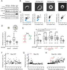 For a complete description of the events during interphase, read about the cell cycle. Oncogenic Signaling Alters Cell Shape And Mechanics To Facilitate Cell Division Under Confinement Biorxiv