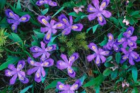 Les jardiniers expérimentés savent parfaitement qu'il n'est guère facile de trouver des fleurs pour balcon à fleurir en hiver. Les 18 Plus Belles Fleurs D Hiver A Avoir Dans Son Jardin