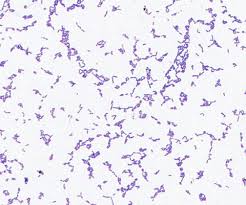 Image result for Enterobacter