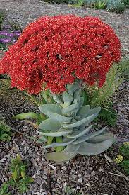 Succulents Of Southern Africa Pflanzen Sukkulenten Garten