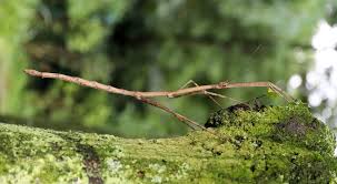 Answerbag wants to provide a service to people looking for answers and a good conversation. The Discovery Of The World S Longest Insect Crawling Tree Branches Insect Museum Of West China Google Arts Culture