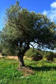 Daglarina Bahar Gelmis Memleketimin Doga Zeytin Manzara