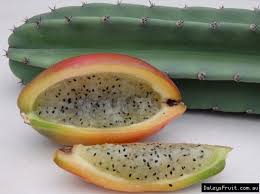 Maybe you would like to learn more about one of these? Apple Cactus Cereus Peruvianus