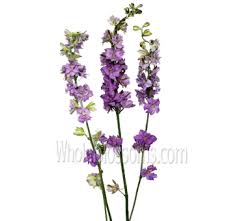 Mountainroseherbs.com has been visited by 10k+ users in the past month Bulk Fresh Lavender Flower Online Wholesale Lavender Flowers