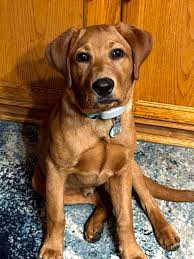 Kapo the photogenic labrador dog's growth and personality