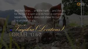 The camel, for chewing the cud without its hooves being divided. Vayikra Leviticus This Is Truth