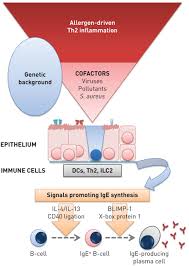 Asthma Phenotypes And Ige Responses European Respiratory