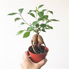 Image result for Ficus demeusei
