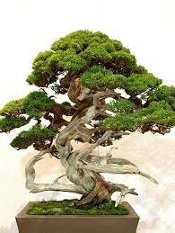 40 Incredible Bonsai Tree Ideas For Your Garden Page 16 Of 39 Outdoor Bonsai Tree Bonsai Tree Types Bonsai Tree Price