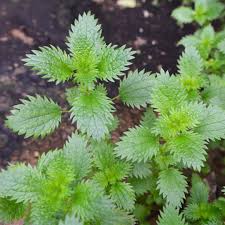 Image result for Urtica urens