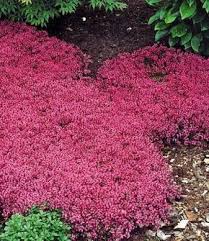 Baldur Garten Winterhart Bodendecker Thymian Thymus 3 Pflanzen Garten Bepflanzen Bodendecker
