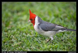 Birds With Red Heads Picture Photo Misc Birds Bird With Red Head Oahu Island Hawaii Usa Beautiful Birds Birds Tropical Birds