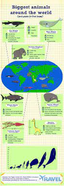 Log In Tumblr Big Animals Fun Facts About Animals Animals Of The World