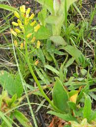 Image result for Eriospermum mackenii