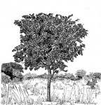 Image result for Bobgunnia madagascariensis