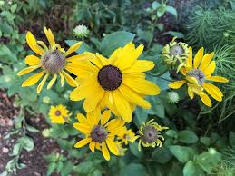 Deer, rabbit and other animal damage. Rudbeckia Hirta Black Eyed Susan Black Eyed Susan Gloriosa Daisy North Carolina Extension Gardener Plant Toolbox