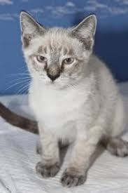 Before contacting or visiting the advertiser for this mixed breed. All About The Lynx Point Siamese Cats Siamese Of Day