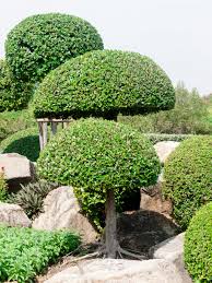 Find the perfect topiary trees stock photos and editorial news pictures from getty images. 53 Stunning Topiary Trees Gardens Plants And Other Shapes Home Stratosphere