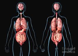 We think this is the most useful anatomy picture that you need. Female Internal Organs Photograph By Leonello Calvetti Science Photo Library