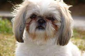 Shih Tzu Eye Problems