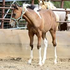 Aqha reserve world champion jr. Sunrise Cutting Horses 2018 Foals