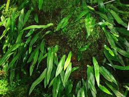 Image result for Diplazium humbertii