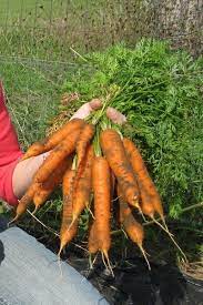 Growing Carrots How To Seed Germinate Grow Harvest The Country Basket Container Gardening Vegetables Fall Garden Vegetables Growing Carrots