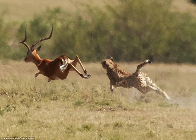 Cheetah mother takes down an impala in just 15 seconds | Daily Mail Online
