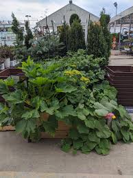 Yaheetech wooden raised garden bed elevated planter box kit. Our L G Specialist Planted A Garden In The Raised Garden Bed Display Lowes