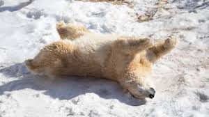 Job description i manage new client inquiries and meetings, scheduling, payroll, hiring, training, and also…. A New Polar Bear Is Taking Charge At Como Zoo Mpr News
