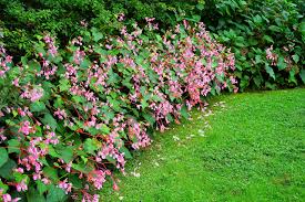 Image result for Rungia grandis