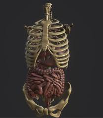Ribs anatomy human ribs male vs female false ribs human ribs pain tubercle of rib atypical ribs rib cage diagram rib cage anatomy floating ribs. Artstation Anatomy Skeleton Pelvis Spinal Column Human Ribs And Organ Pbr And Print