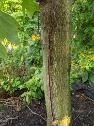 Why is my tulip poplar tree dying? Tulip Tree Dying Branch By Branch 721762 Ask Extension