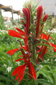 Except for three south american species, the species of helianthus are native to north america and central america. August Cardinal Flower