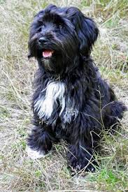 Black Tibetan Terrier Tibetan Terrier Havanese Dogs Cute Dogs