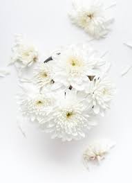 Tons of awesome white flower wallpapers to download for free. Flower Wallpaper Background White