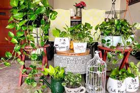If you already have a collection how often should you water your christmas cactus? 5 Houseplants You Can T Kill No Matter How Hard You Try Fabfitfun