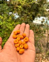 Image result for Rubus ellipticus