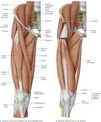 You can click the image to magnify if you cannot see clearly. Hip Thigh Atlas Of Anatomy Human Muscle Anatomy Human Body Anatomy Muscular System Anatomy