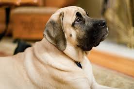 He plays all positions for both teams, and demonstrates many. Top 10 Largest Dog Breeds Pethelpful By Fellow Animal Lovers And Experts